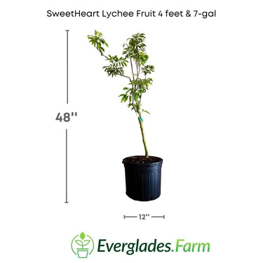 SweetHeart Lychee Tree